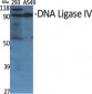 DNA Ligase IV Polyclonal Antibody