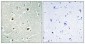 DnaJB4 Polyclonal Antibody