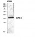 DNAM-1 Polyclonal Antibody
