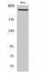 DNA-PKCS Polyclonal Antibody