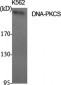 DNA-PKCS Polyclonal Antibody