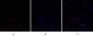 Dnmt3b Polyclonal Antibody