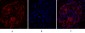 Dnmt3b Polyclonal Antibody