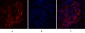 Dnmt3b Polyclonal Antibody