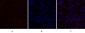 Dnmt3b Polyclonal Antibody