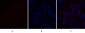 Dnmt3b Polyclonal Antibody