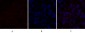 Dnmt3b Polyclonal Antibody