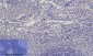 Dnmt3b Polyclonal Antibody