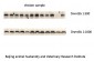 Dnmt3b Polyclonal Antibody