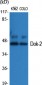 Dok-2 Polyclonal Antibody