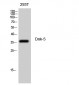 Dok-5 Polyclonal Antibody