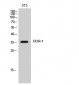 DOR-1 Polyclonal Antibody