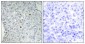 DPF2 Polyclonal Antibody