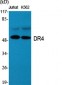 DR4 Polyclonal Antibody