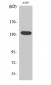 DREG Polyclonal Antibody