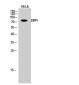 DRP1 Polyclonal Antibody