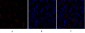 DRP1 Polyclonal Antibody