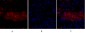 DRP1 Polyclonal Antibody