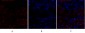 DRP1 Polyclonal Antibody