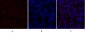 DRP1 Polyclonal Antibody