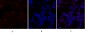 DRP1 Polyclonal Antibody