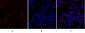 DRP1 Polyclonal Antibody