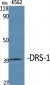 DRS-1 Polyclonal Antibody