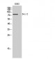 Dvl-2 Polyclonal Antibody