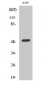 Dynactin 2 Polyclonal Antibody