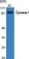 Dynamin I Polyclonal Antibody