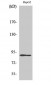 Dyrk1A Polyclonal Antibody