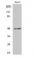 E2F-2 Polyclonal Antibody