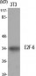 E2F-6 Polyclonal Antibody