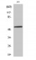 E4BP4 Polyclonal Antibody