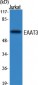 EAAT3 Polyclonal Antibody