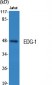 EDG-1 Polyclonal Antibody