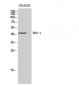 EDG-1 Polyclonal Antibody