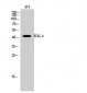 EDG-3 Polyclonal Antibody