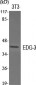 EDG-3 Polyclonal Antibody