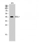 EDG-7 Polyclonal Antibody