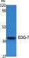 EDG-7 Polyclonal Antibody