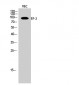 EF-2 Polyclonal Antibody