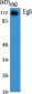 Eg5 Polyclonal Antibody