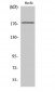EGFR Polyclonal Antibody