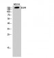 EGFR Polyclonal Antibody