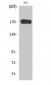 EGFR Polyclonal Antibody