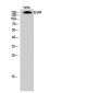 EGFR Polyclonal Antibody