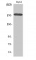 EGFR Polyclonal Antibody