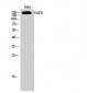 EGFR Polyclonal Antibody