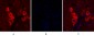 EGFR Polyclonal Antibody